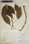 Picramnia latifolia Tul., Brazil, G. T. Prance 5276, F