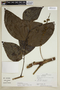 Picramnia magnifolia J. F. Macbr., Peru, E. Ancuash 403, F