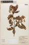 Inga nobilis Willd., Bolivia, W. Terceros 95, F