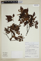 Weinmannia auriculata D. Don, Peru, K. R. Young 4485, F
