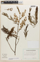 Senegalia multipinnata (Ducke) Seigler & Ebinger, Ecuador, H. Lugo S. 4170, F