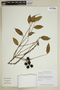 Agonandra brasiliensis Miers ex Benth. & Hook. f., GUYANA, T. W. Henkel 3781, F