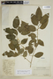 Agonandra brasiliensis subsp. racemigera Hiepko, COLOMBIA, Hermano Elias 1413, F