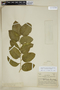Agonandra brasiliensis subsp. racemigera Hiepko, COLOMBIA, A. Dugand G. 245, F