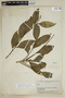 Agonandra peruviana Hiepko, BRAZIL, B. A. Krukoff 5079, F