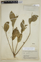 Agonandra peruviana Hiepko, BRAZIL, B. A. Krukoff 5703, F