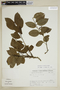 Agonandra silvatica Ducke, SURINAME, J. C. Lindeman 11195, F