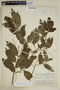 Agonandra silvatica Ducke, BRAZIL, B. A. Krukoff 9006, F