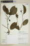 Agonandra silvatica Ducke, PERU, A. H. Gentry 61816, F