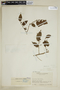 Agonandra Miers ex Benth. & Hook. f., COLOMBIA, J. Cuatrecasas 7505, F