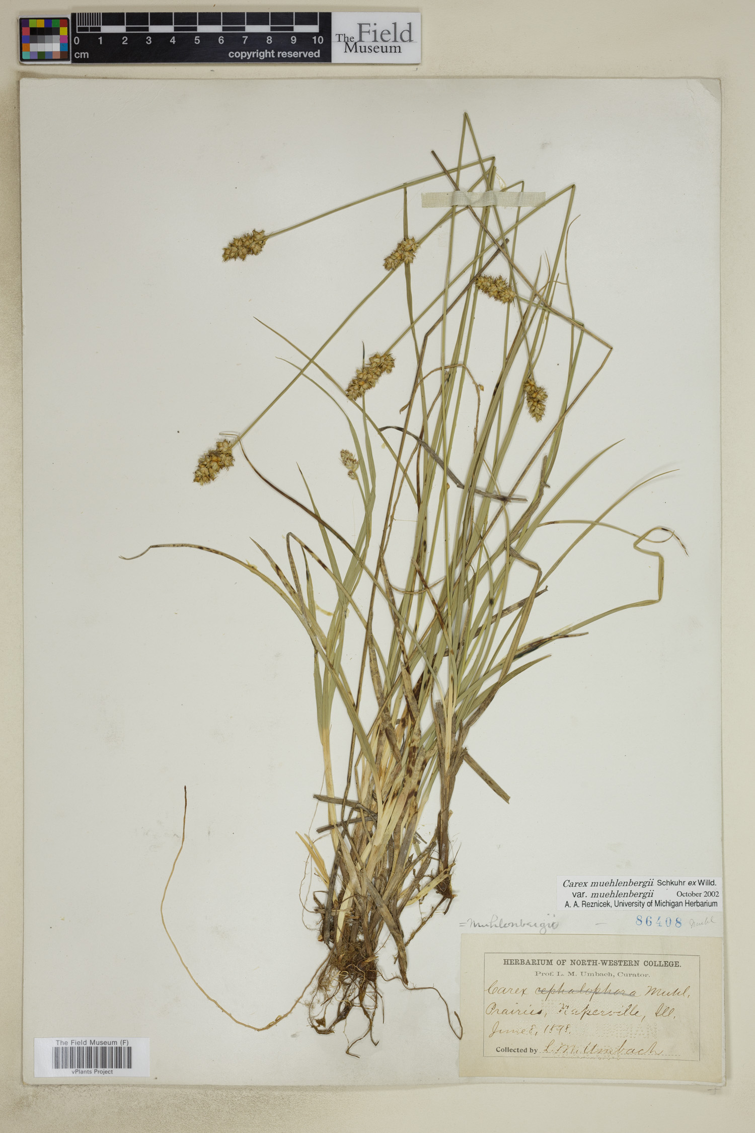 Carex muehlenbergii var. muehlenbergii image