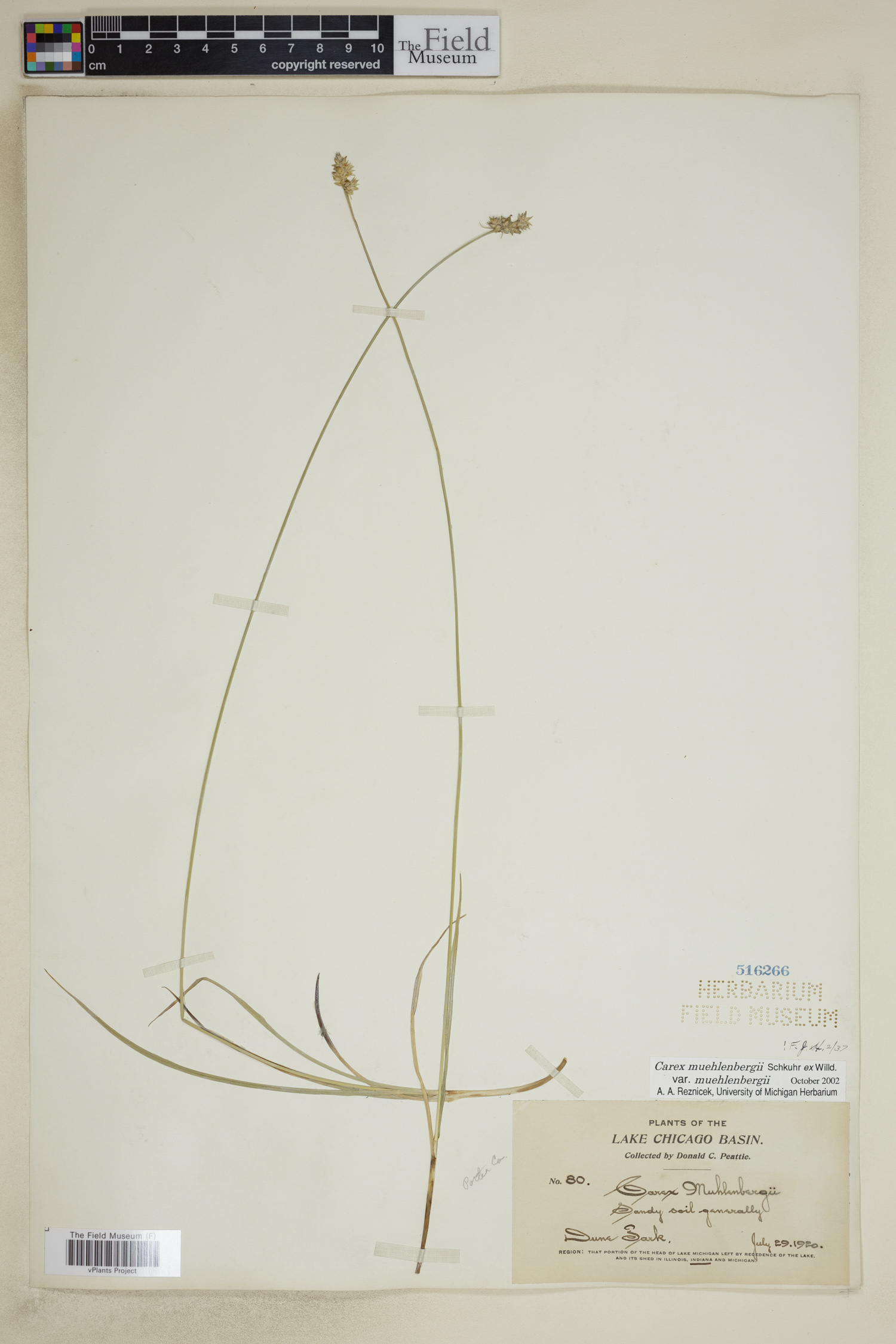 Carex muehlenbergii var. muehlenbergii image