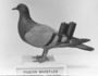 126290: Pigeon (mounted specimen)