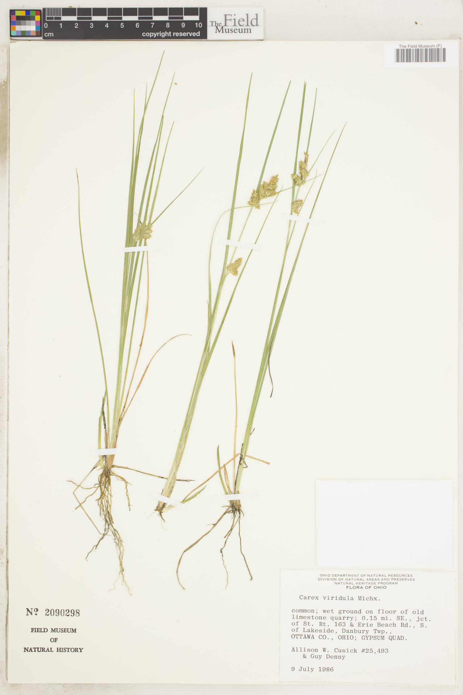 Carex viridula var. viridula image