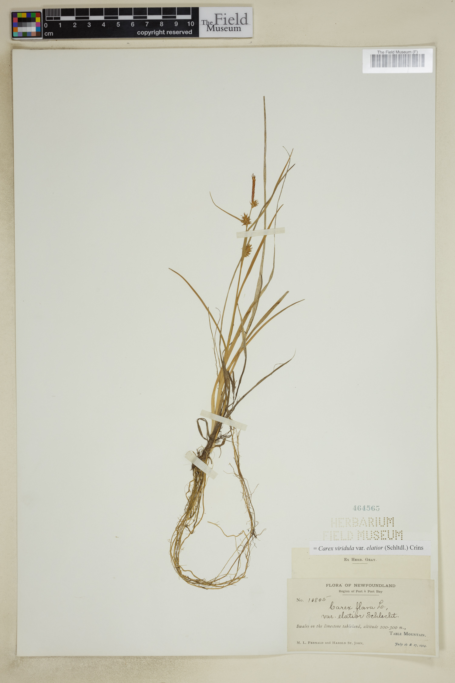 Carex viridula var. elatior image