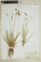 Carex viridula var. elatior image