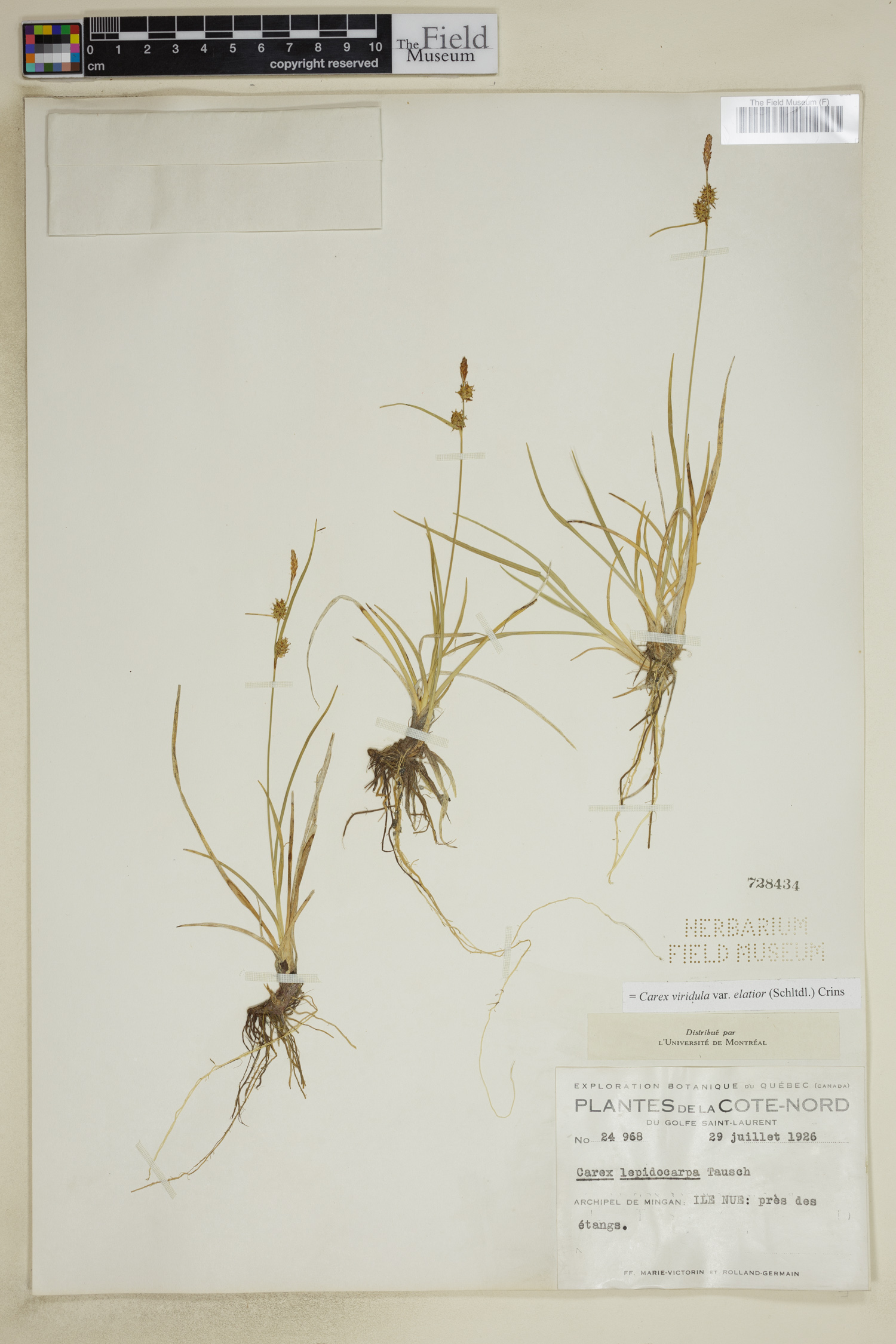 Carex viridula var. elatior image