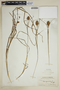 Carex squarrosa L., U.S.A., Hur. H. Smith 636, F