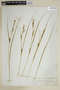 Carex striata image