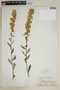 Solidago squarrosa image