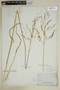 Agrostis perennans (Walter) Tuck., U.S.A., I. C. Martindale, F