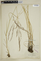 Agrostis hallii image