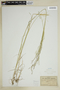 Agrostis hyemalis (Walter) Britton et al., U.S.A., G. B. Ashcroft, F
