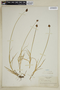 Carex macloviana image