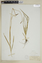 Carex macrochaeta image