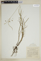 Carex magellanica image