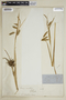 Carex maritima image