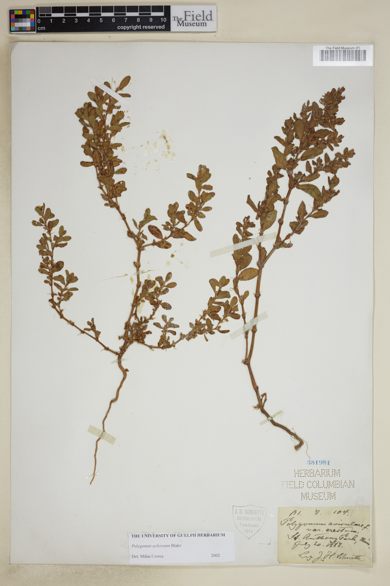 Polygonum achoreum image