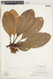 Clusia grandiflora Splitg., SURINAME, H. S. Irwin 57528, F