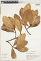 Clusia loretensis Engl., Peru, M. Rimachi Y. 3976, F