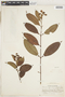 Vismia cayennensis (Jacq.) Pers., SURINAME, W. A. Archer 2706, F