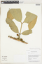 Garcinia madruno (Kunth) Hammel, Guyana, B. Hoffman 3843, F