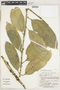 Garcinia madruno (Kunth) Hammel, Bolivia, E. Meneces 106, F