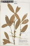 Garcinia madruno (Kunth) Hammel, Venezuela, J. A. Steyermark 61012, F