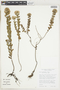 Hyptis goyazensis A. St.-Hil. ex Benth., Bolivia, T. J. Killeen 2080, F