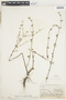 Hyptis microphylla Pohl ex Benth., Bolivia, J. Steinbach 5179, F