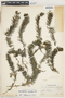 Myriophyllum quitense Kunth, Peru, J. J. Soukup 835, F