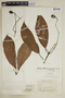 Chrysochlamys membranacea Planch. & Triana, Colombia, J. Cuatrecasas 39094, F