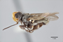 3130512 Robertsonomyia mexicana PT p IN
