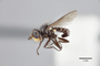 3130513 Robertsonomyia painteri PT p IN