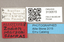 3130515 Robertsonomyia pearsoni AT labels IN