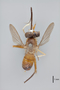 3130535 Stylogaster subapicalis HT d IN