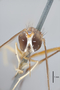 3130535 Stylogaster subapicalis HT h IN