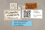 3130535 Stylogaster subapicalis HT labels IN