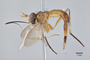 3130535 Stylogaster subapicalis HT p IN