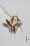 3130552 Robertsonomyia mexicana PT h IN